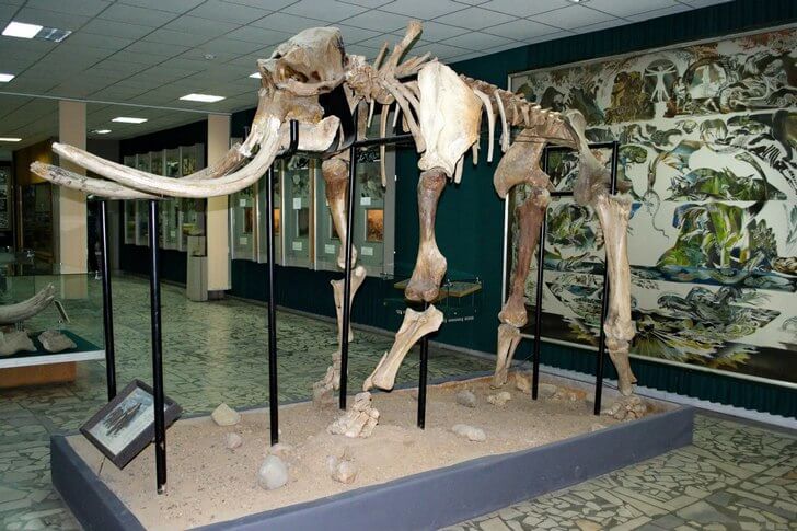 Брянский краеведческий музей.