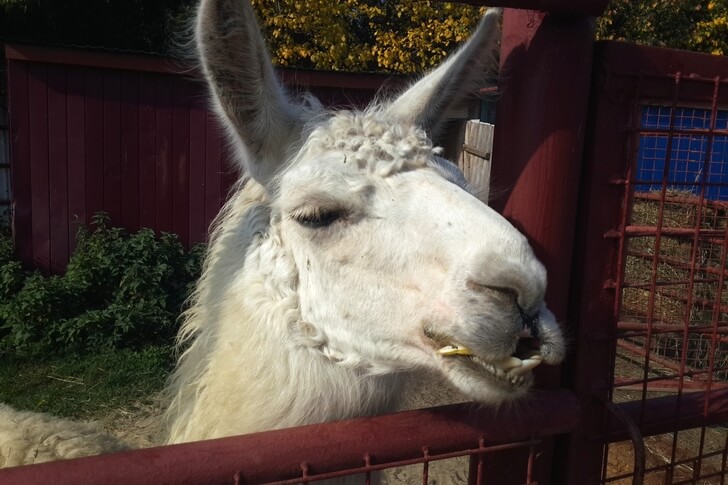 Зооботанический центр.